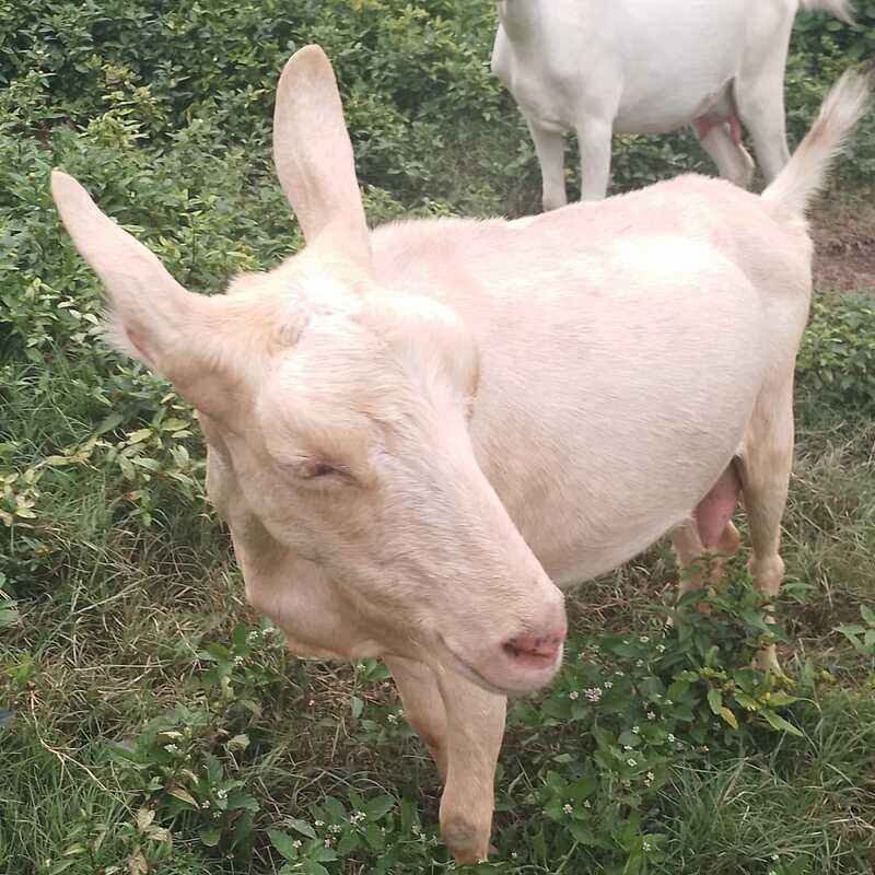 Nana... la más tierna y una de las mejores productoras